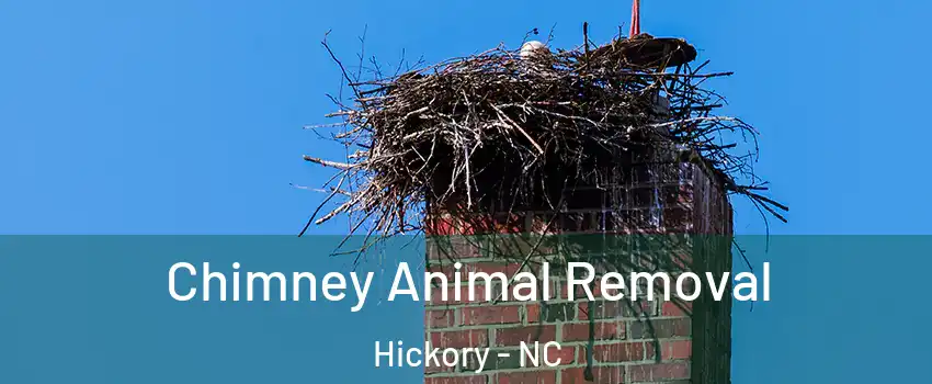 Chimney Animal Removal Hickory - NC
