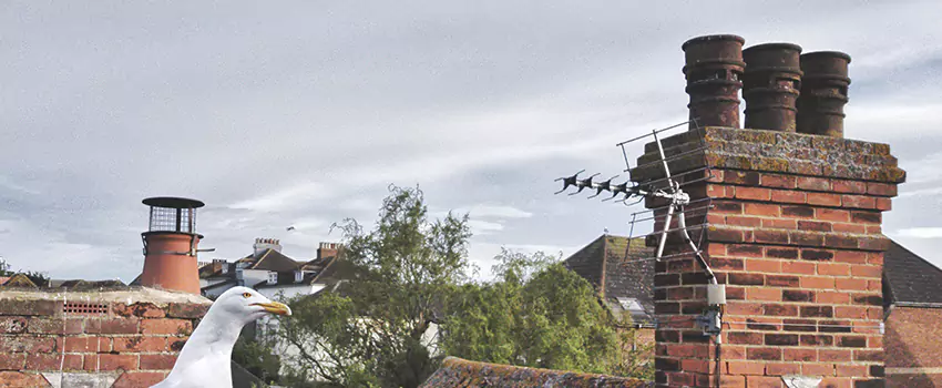 Chimney Cleaning And Restoration in Hickory, North Carolina